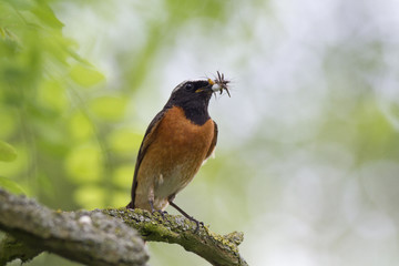 male common redstart (Phoenicurus phoenicurus) with feed for chicks