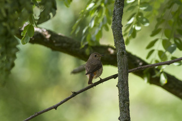 female common redstart (Phoenicurus phoenicurus) with feed for chicks.  common redstart (Phoenicurus phoenicurus)