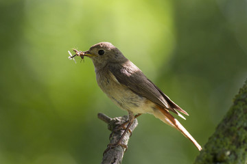 female common redstart (Phoenicurus phoenicurus) with feed for chicks.  common redstart (Phoenicurus phoenicurus)