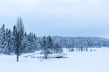 View of Winter frozen lake with pine forest