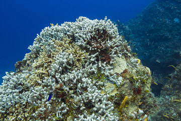 Fototapeta na wymiar Bleached coral reef