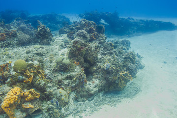 Naklejka na ściany i meble Undersea coral arm