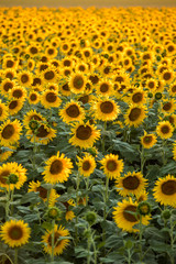 Naklejka premium Sunflowers field near Arles in Provence, France