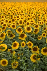 Window stickers Sunflower Sunflowers field near Arles  in Provence, France