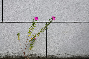 Pink flowers grow in front of a white wall