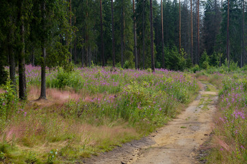A forest road through the taiga in the Russian province of Karelia in summer