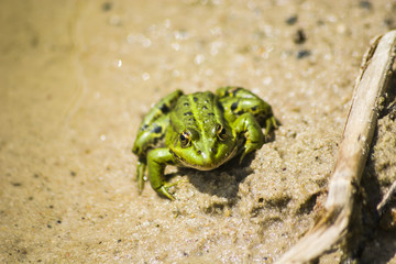 Green frog on the sand