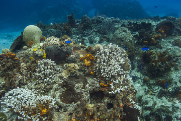 Fototapeta na wymiar Bleached coral reef and blue chromis