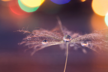 A dandelion seed with a drop of dew on a background with a colorful bokeh from the lights.