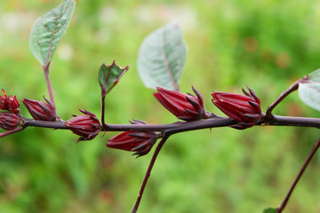 Roselle fruit and flower in garden.