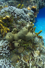 Tubulate sponge in a reef