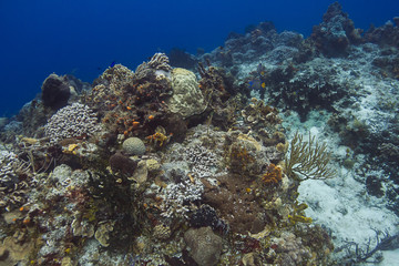 Lively coral reef