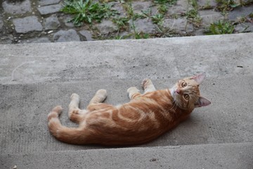 Junger roter Kater