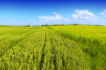 green wheat field