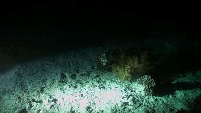 Scuba diver with flashlight on background of bottom at night underwater. Amazing unique beautiful video. Relax.