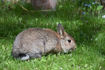 Zwergkaninchen im Gras