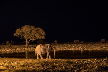 Parc national d'etosha - Namibie
