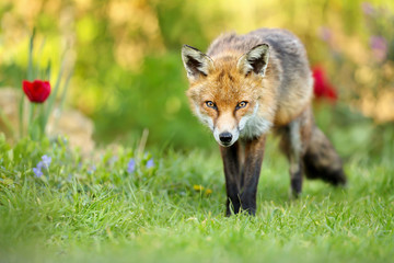 Close up of red fox standing on the grass in the garden with spring flowers, UK.