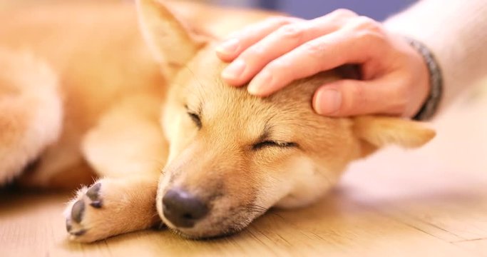 Pet owner caress on little puppy shiba inu dog