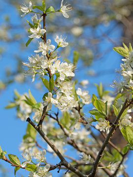 Blühender Pflaumenbaum, Frühling
