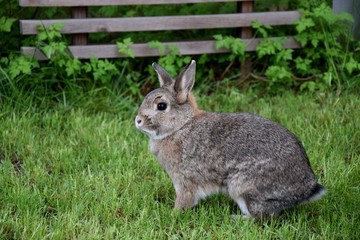 Zwergkaninchen im Gras