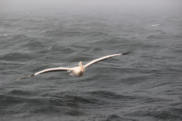Pelikan im Anflug