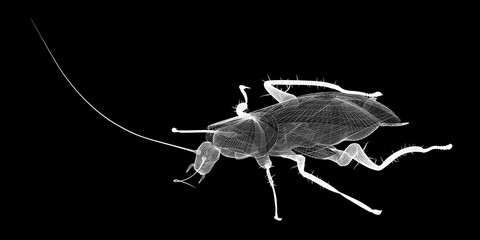 cockroach in wire carcass