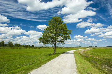 Fototapeta na wymiar Long road and single, large tree