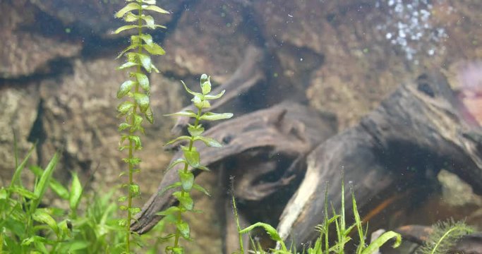 Freshwater fish tank