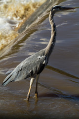 Grey heron in the water.  Shores of Grumeti river, Serengeti, Africa
