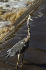 Big grey heron fishing.  Grumeti river, Serengeti, Africa