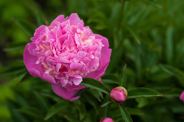 Alone pink peony in the garden in the summer day. Closeup of beautiful fresh Peony flower.