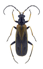 Beetle Rhagonycha femoralis on a white background