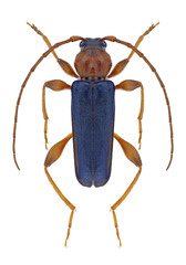 Beetle Phymatodes testaceus on a white background
