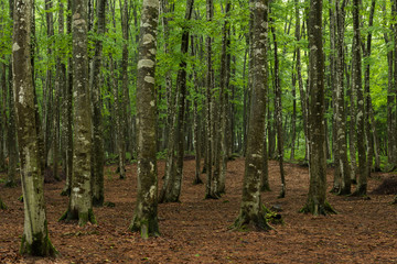 ブナ林 / 美人林 新潟県