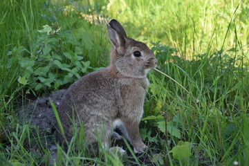 Zwergkaninchen im Gras