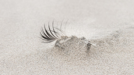 Vogelfeder im Sand