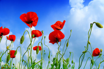 Obraz premium czerwony mak i dzikie kwiaty