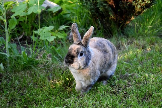 Zwergkaninchen im Gras 18