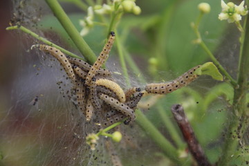 pest caterpillar silk Hyponomeuta malinella