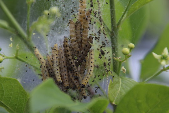 pest caterpillar silk Hyponomeuta malinella