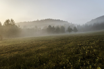 pola,  mgła  © wedrownik52