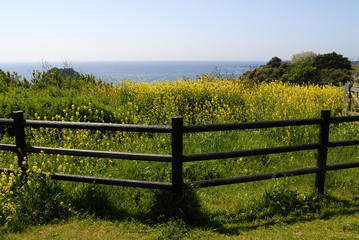 菜の花と春の海