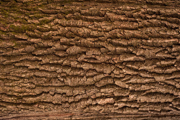 Embossed texture of the brown bark of a tree with green moss and blue lichen on it. Relief creative texture of an old oak bark.
