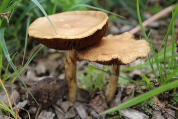 muschroom in autumn