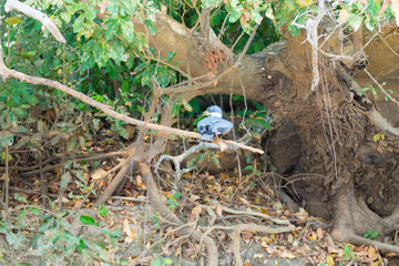 Ringed kingfisher on the nature in Pantanal, Brazil