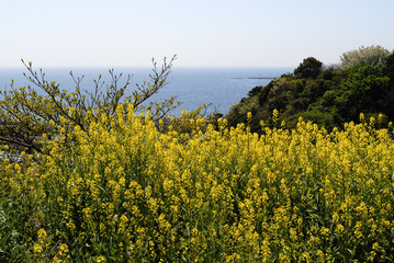 菜の花と春の海