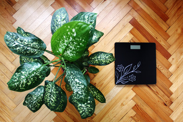 Electronic scales on a light-wood floor next to a flower with large green leaves in a pot
