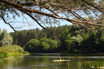 The branches of a dry tree hung over the water of the river.