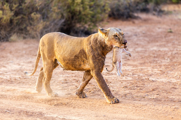 Female lion with cub